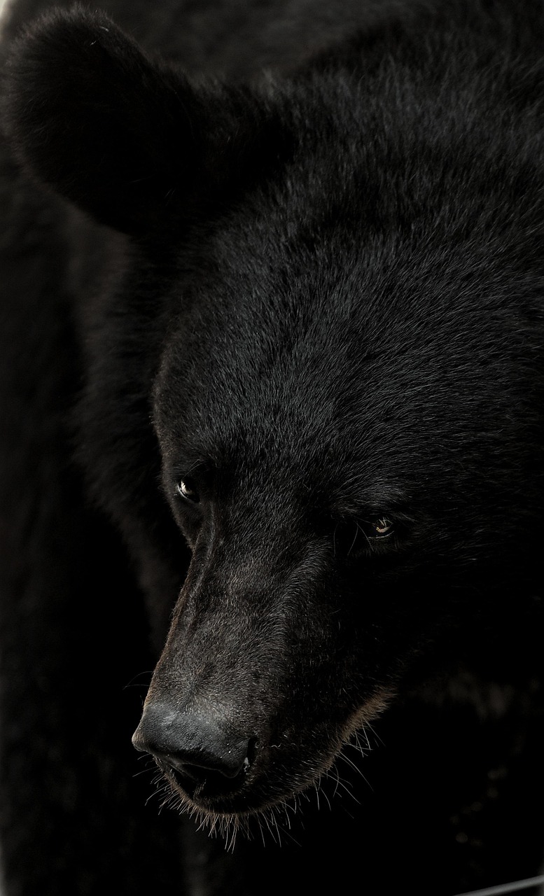 animal, bear, wild-4450613.jpg